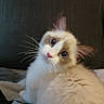 Suzie Snowflake is registered to the contest to win money with this photo: cat, fluffy, white_fur, blue_eyes, whiskers, pet, cute, indoor, head_tilt, curious, soft, animal, feline, close_up, portrait, young_cat, sitting, domestic_cat, cozy, furry