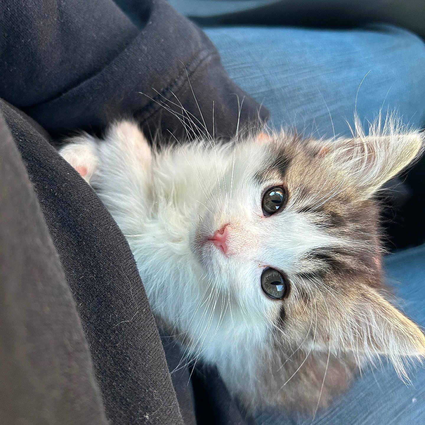 Milo is registered to the contest to win money with this photo: adorable, animal, cat, closeup, clothing, companion, cozy, cute, eyes, fur, furry, indoor, kitten, lap, person, pet, relaxed, small, soft, whiskers