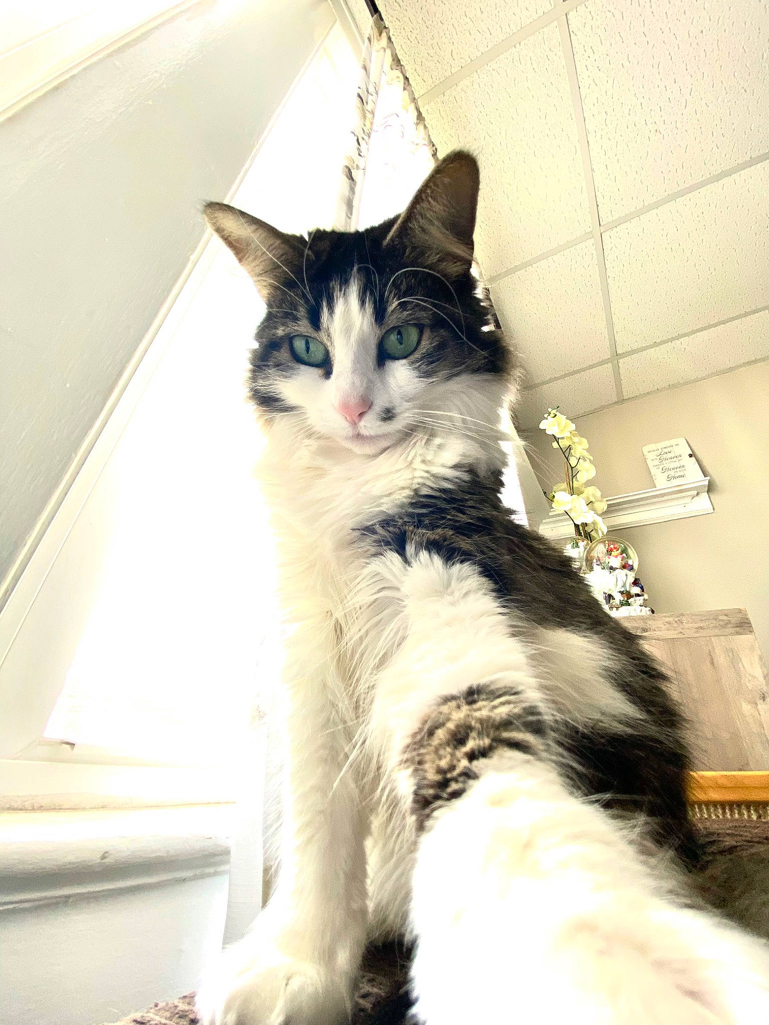 Koko joined the competition — help win amazing prizes! box, carnivore, cat, domestic_short_haired_cat, felidae, formal_wear, fur, human_leg, paw, plant, sitting, small_to_medium_sized_cats, snout, stairs, tail, whiskers