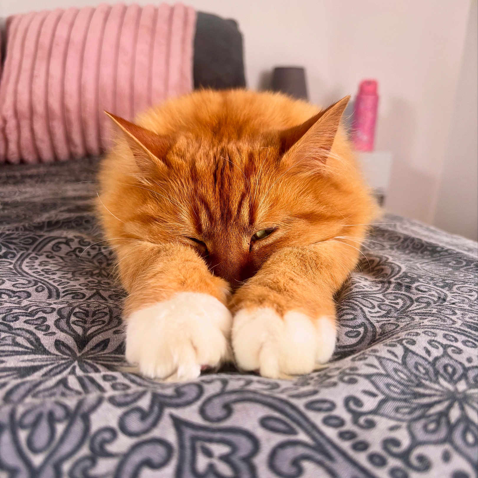 Ozzy joined the competition — help win amazing prizes! abyssinian, animal, blanket, cat, computer, couch, cushion, electronics, furniture, hardwood, homedecor, indoors, interiordesign, kitten, laptop, manx, person, pet, sleeping, wood