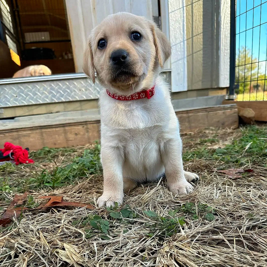 Savannah joined the competition — help win amazing prizes! carnivore, collar, companion_dog, dog, dog_breed, dog_collar, fawn, fence, fur, grass, labrador_retriever, non_sporting_group, pet_supply, plant, puppy, soil, tail, terrestrial_animal, whiskers, working_animal