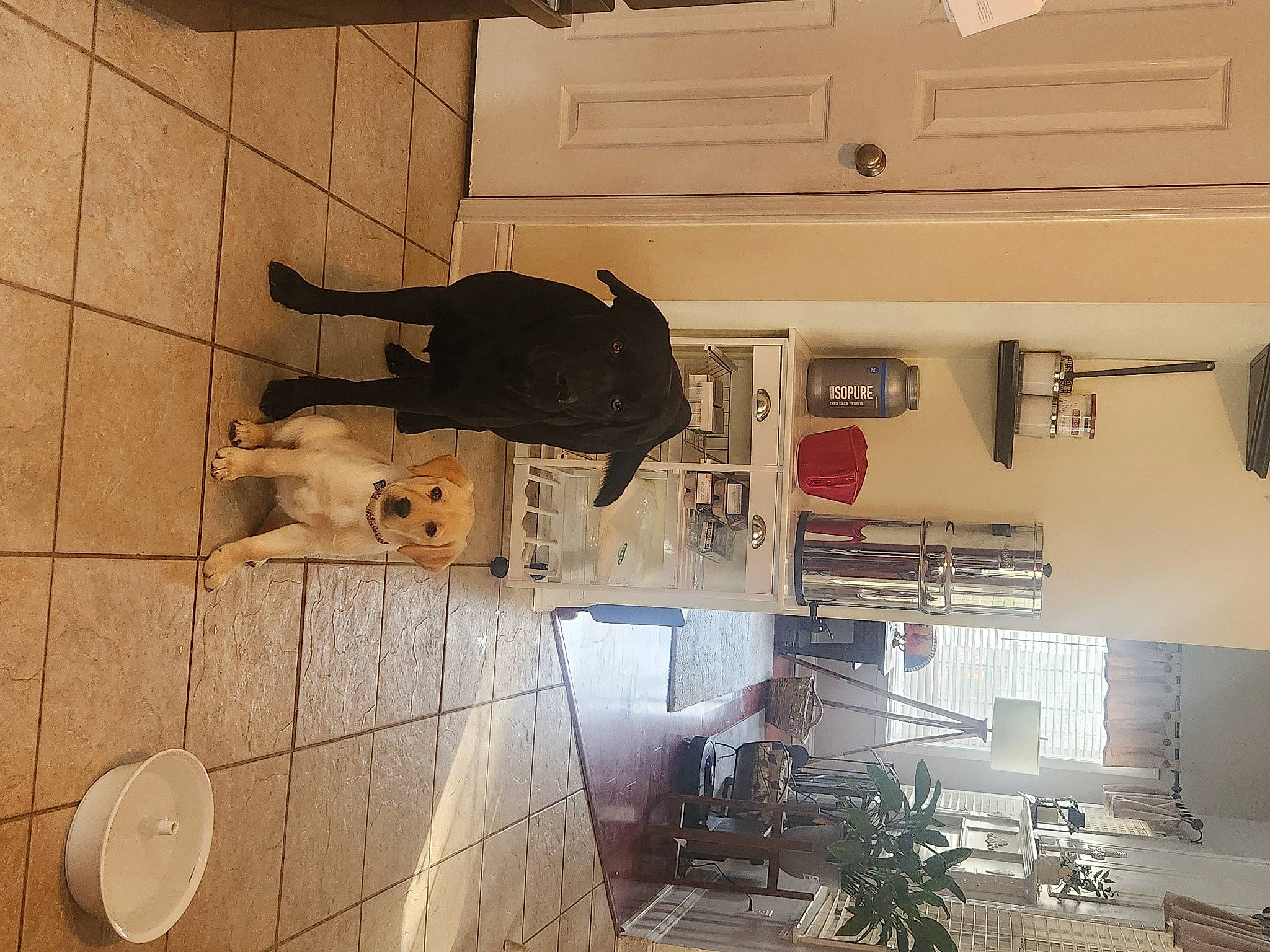 Savannah joined the competition — help win amazing prizes! building, ceiling, door, floor, flooring, hardwood, house, houseplant, machine, metal, plant, room, shadow, space, window, wood