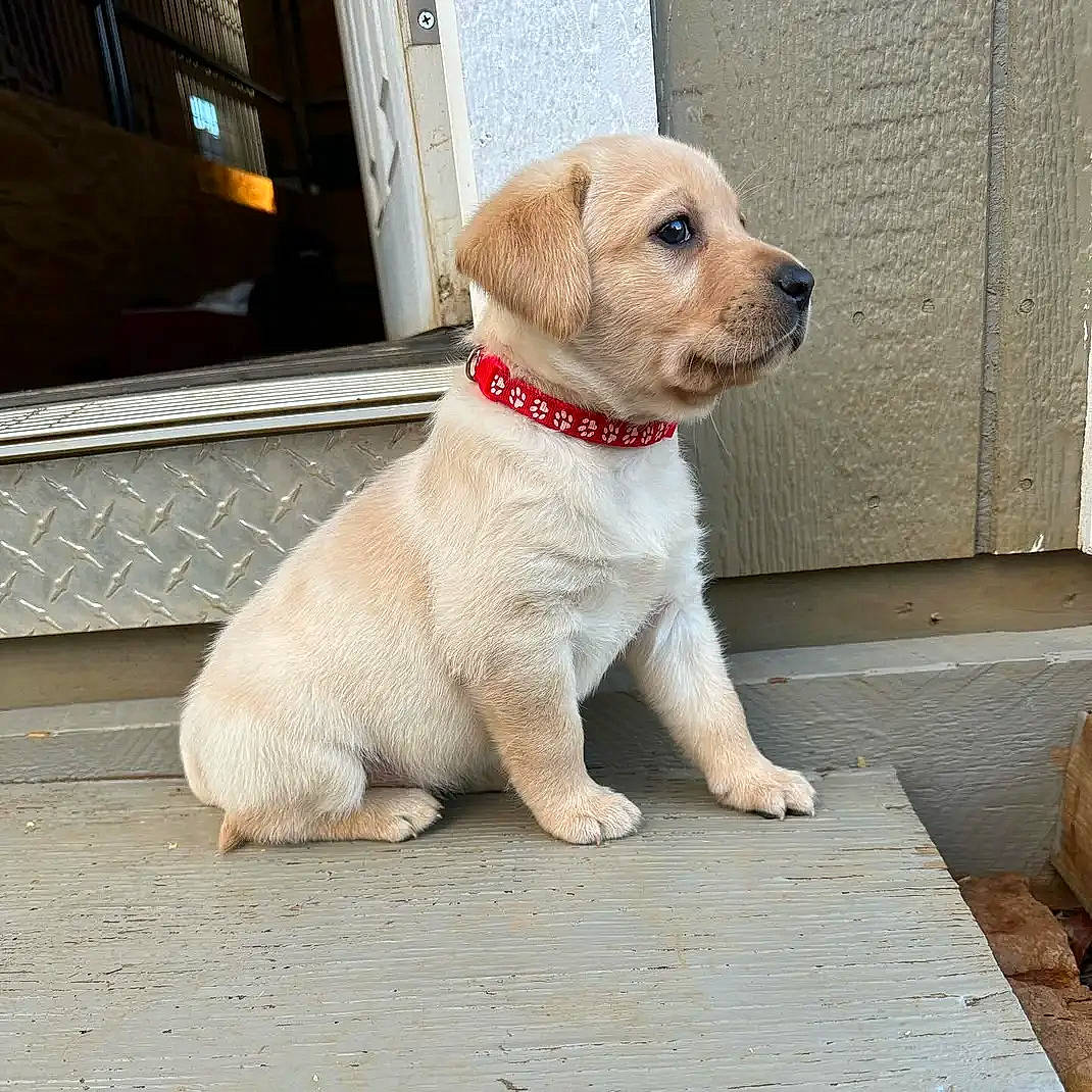 Savannah joined the competition — help win amazing prizes! canidae, carnivore, collar, companion_dog, concrete, dog, dog_breed, dog_collar, dog_supply, fawn, flooring, non_sporting_group, paw, pet_supply, road_surface, snout, sporting_group, tail, working_animal