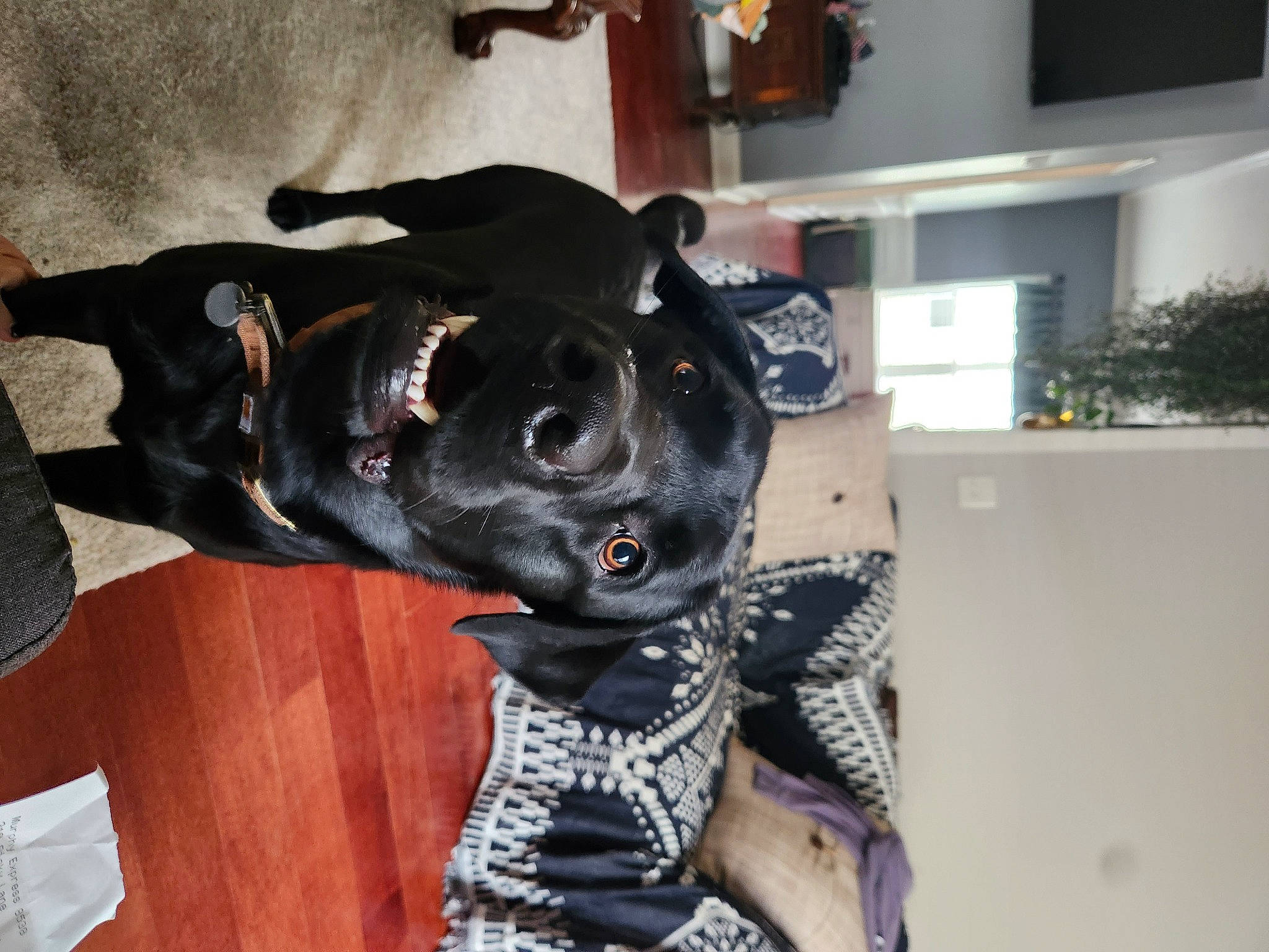 Steve joined the competition — help win amazing prizes! big_cats, canidae, carmine, carnivore, dog_breed, felidae, fur, guard_dog, houseplant, mask, non_sporting_group, personal_protective_equipment, plant, room, sculpture, snout, sporting_group