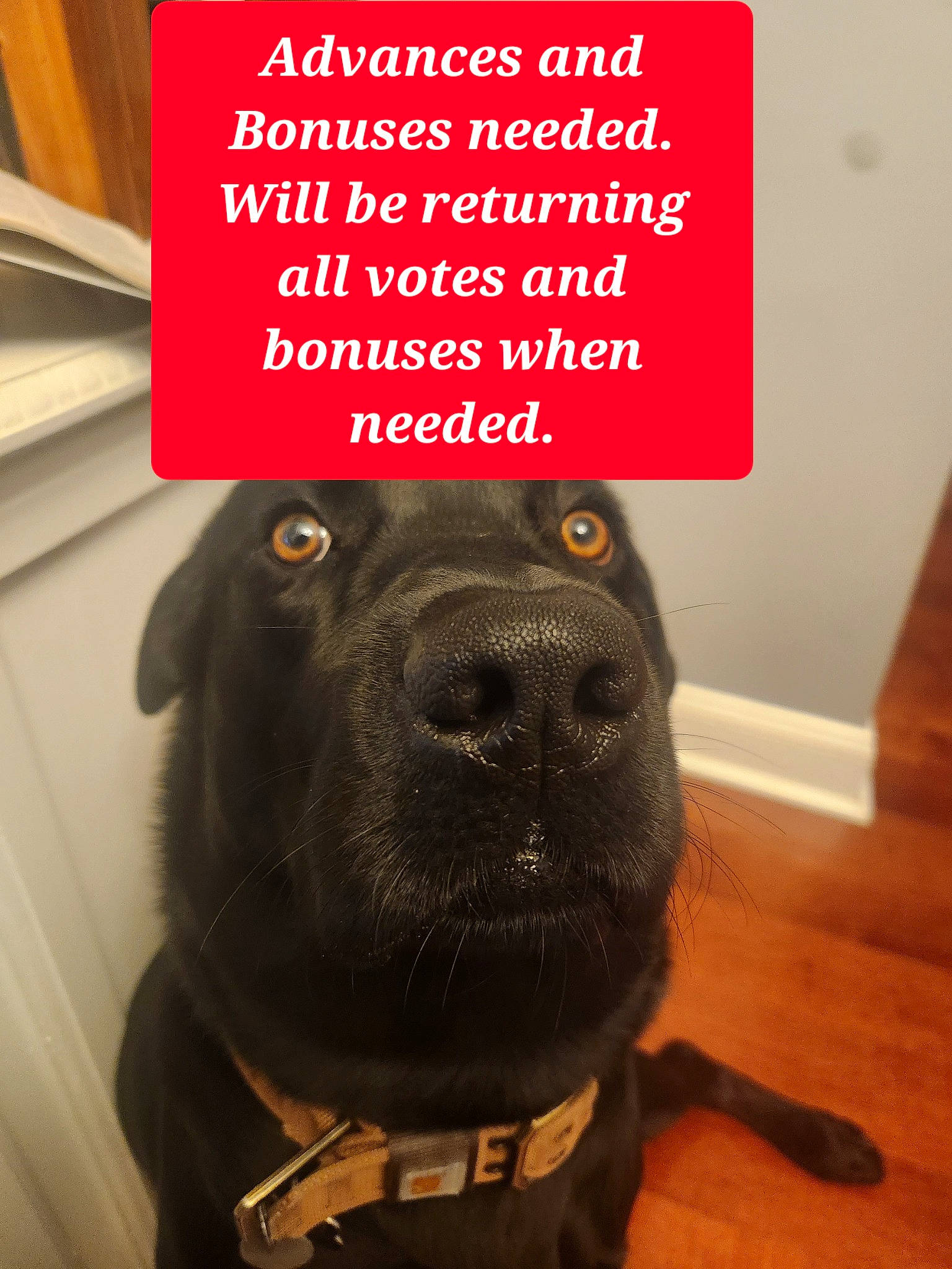 Steve joined the competition — help win amazing prizes! borador, canidae, carnivore, collar, companion_dog, dog, dog_breed, dog_collar, flooring, fur, hardwood, leash, liver, pet_supply, snout, sporting_group, varnish, whiskers, wood, working_animal