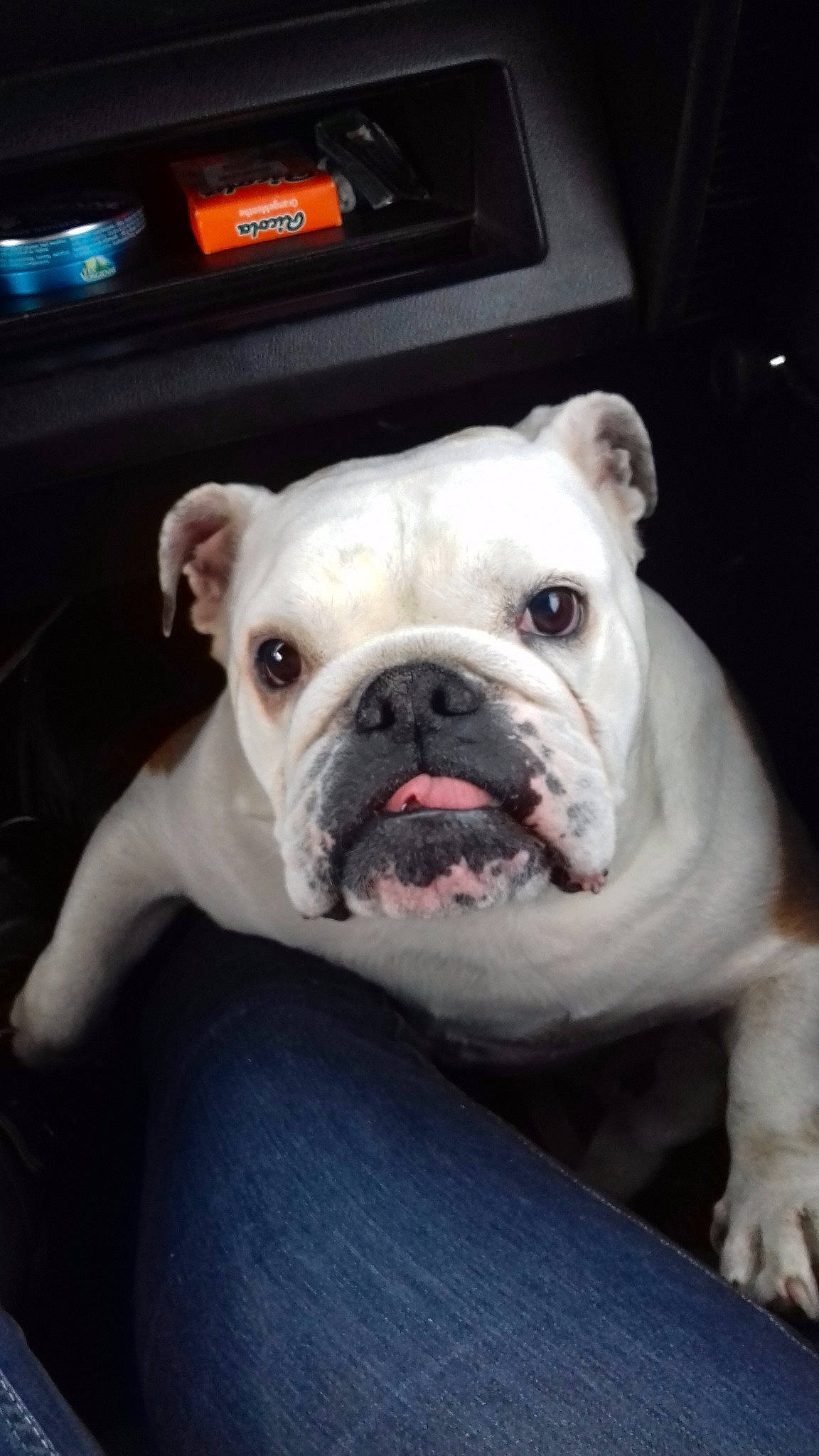 Ava a rejoint le concours — aidez-le/la à gagner de superbes lots ! american_bulldog, australian_bulldog, british_bulldogs, bulldog, canidae, carnivore, companion_dog, dog, dog_breed, mammal, mouth, non_sporting_group, nose, old_english_bulldog, puppy, skin, snout, toy_bulldog, vertebrate, white_english_bulldog