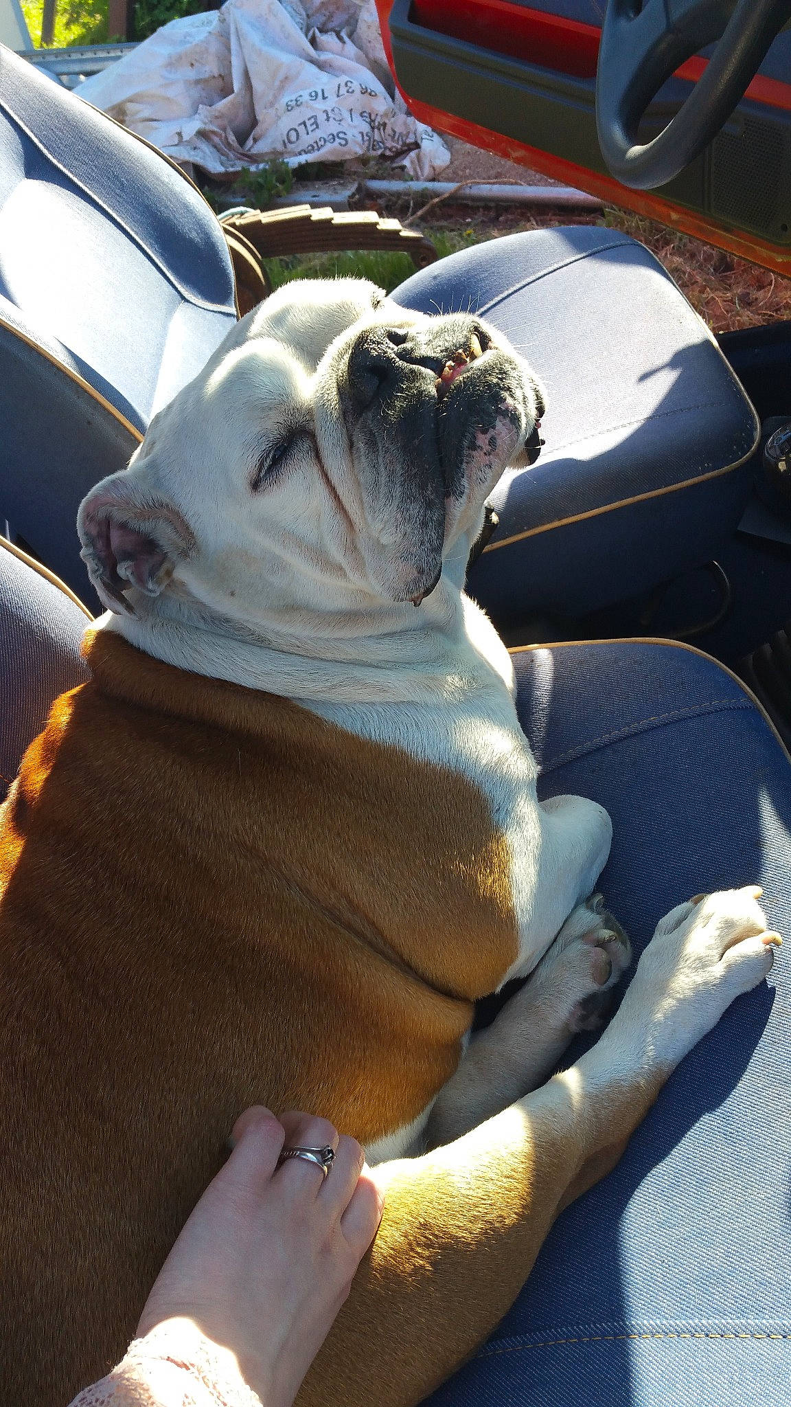 Ava a rejoint le concours — aidez-le/la à gagner de superbes lots ! american_bulldog, bulldog, canidae, carnivore, dog, dog_breed, fawn, non_sporting_group, snout, sporting_group