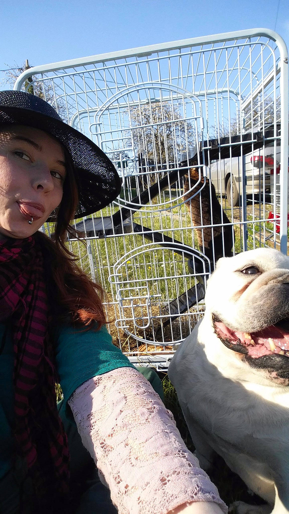 Ava a rejoint le concours — aidez-le/la à gagner de superbes lots ! animal_shelter, cage, canidae, non_sporting_group