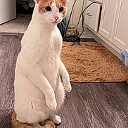 Hamford J Rhyne joined the competition — help win amazing prizes! alert, animal, cabinets, cat, curious, domestic, ears, flooring, furniture, indoor, kitchen, orange_fur, pet, room, rugs, standing, tail, whiskers, white_fur, wooden_floor