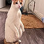 alert, animal, cabinets, cat, curious, domestic, ears, flooring, furniture, indoor, kitchen, orange_fur, pet, room, rugs, standing, tail, whiskers, white_fur, wooden_floor