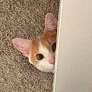 Hamford Joe is registered to the contest to win money with this photo: animal, brown, carpet, cat, curious, cute, ear, face, feline, fur, hidden, indoor, nose, peeking, pet, playful, texture, wall, whiskers, white