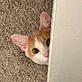 animal, brown, carpet, cat, curious, cute, ear, face, feline, fur, hidden, indoor, nose, peeking, pet, playful, texture, wall, whiskers, white
