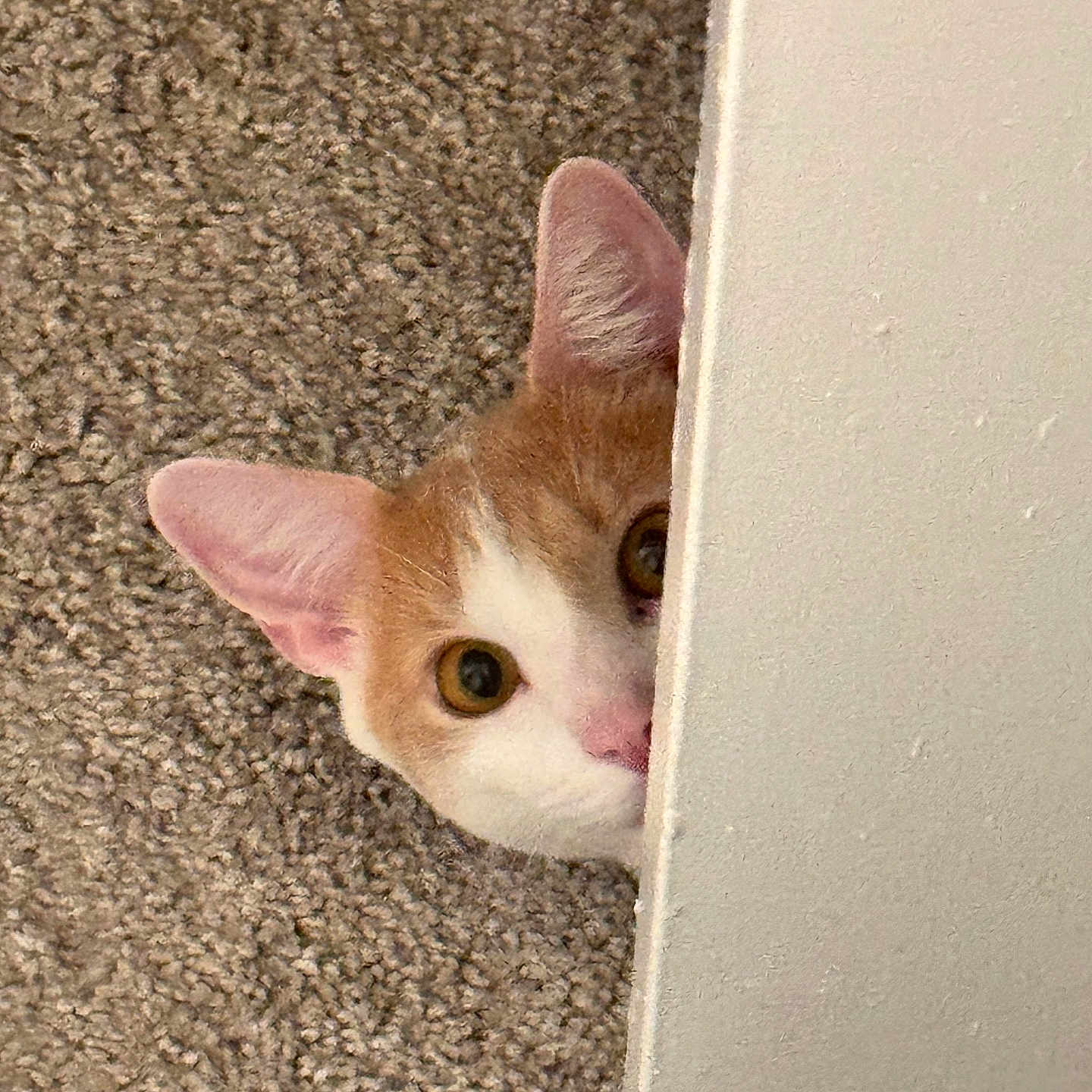 Hamford Joe is registered to the contest to win money with this photo: animal, brown, carpet, cat, curious, cute, ear, face, feline, fur, hidden, indoor, nose, peeking, pet, playful, texture, wall, whiskers, white