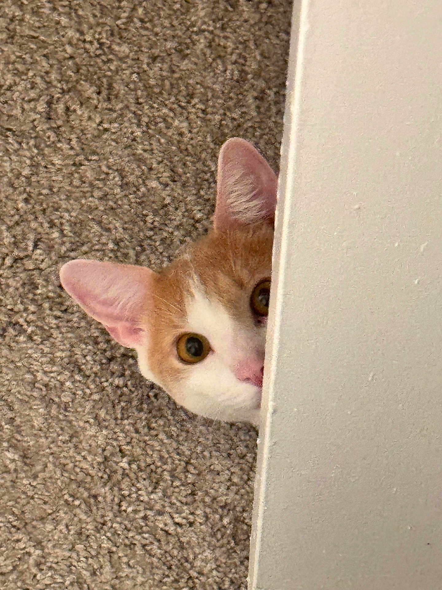 Hamford Joe is registered to the contest to win money with this photo: animal, brown, carpet, cat, curious, cute, ear, face, feline, fur, hidden, indoor, nose, peeking, pet, playful, texture, wall, whiskers, white