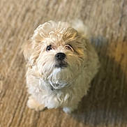 Charlie is registered to the contest to win money with this photo: adorable, animal, carpet, companion, cream_colored, curious, cute, dog, domestic_animal, fluffy, fur, indoor, looking_up, mammal, pet, puppy, small_dog, soft_texture, waiting, young_dog