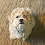 adorable, animal, carpet, companion, cream_colored, curious, cute, dog, domestic_animal, fluffy, fur, indoor, looking_up, mammal, pet, puppy, small_dog, soft_texture, waiting, young_dog