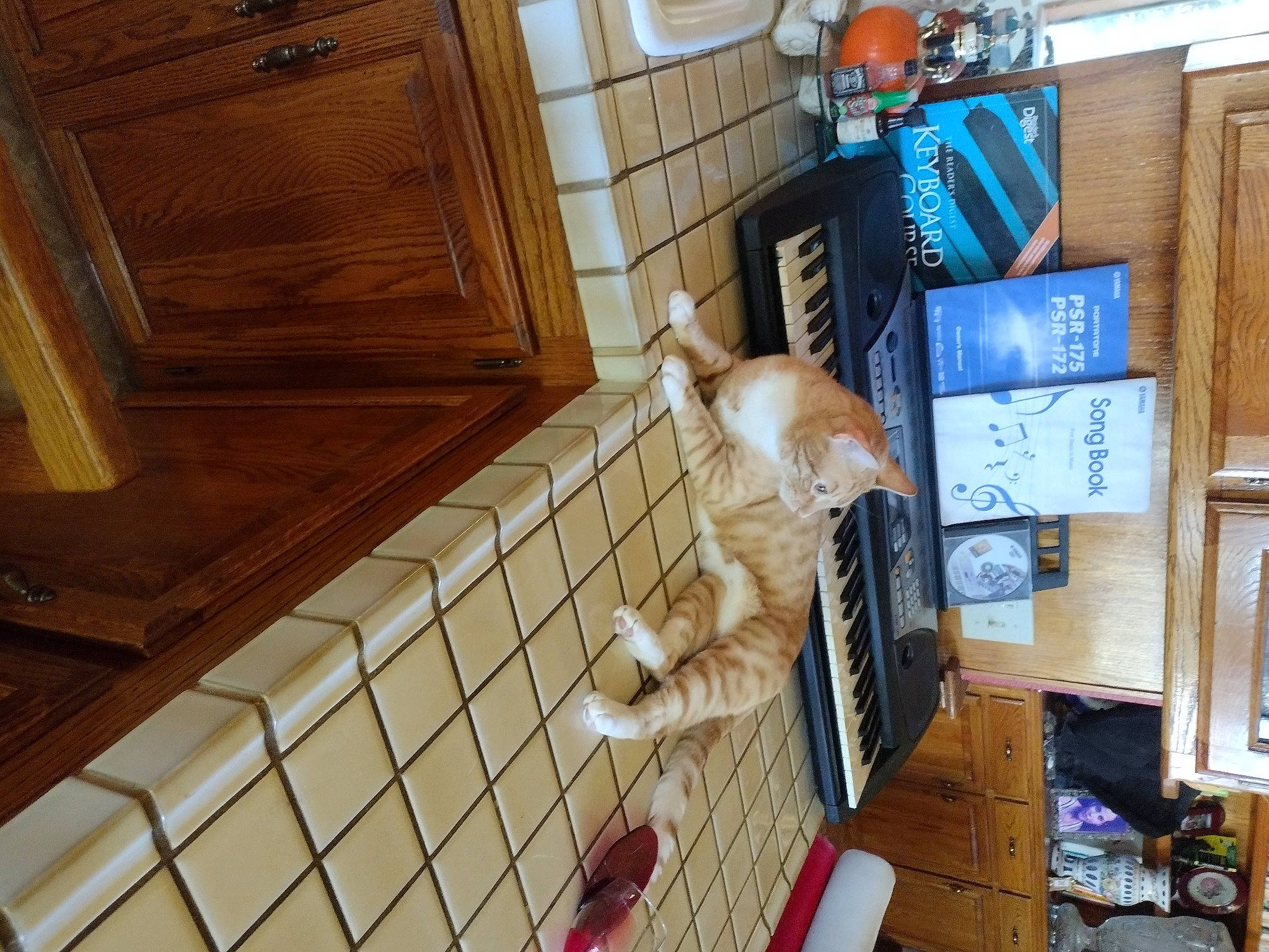 Lambo joined the competition — help win amazing prizes! building, cabinetry, drawer, fawn, felidae, floor, flooring, hardwood, home, house, interior_design, pet_supply, plywood, room, shelf, shelving, small_to_medium_sized_cats, tail, wood, wood_stain