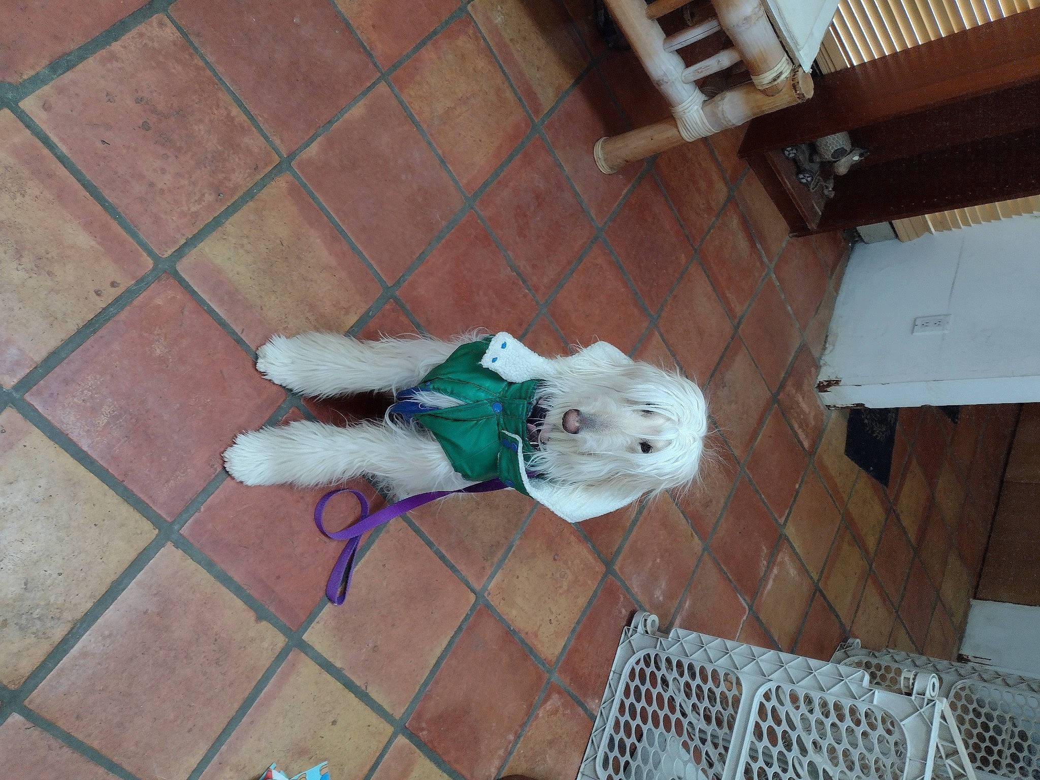 Chloe is registered to the contest to win money with this photo: canidae, companion_dog, concrete, costume, dog, dog_breed, dog_supply, fawn, fictional_character, floor, flooring, fur, hardwood, pattern, room, sidewalk, sporting_group, tail, tile, wood