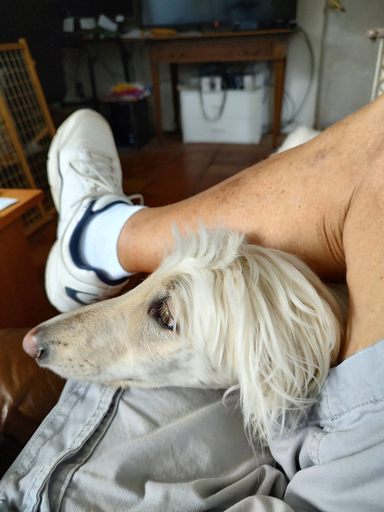 Chloe is registered to the contest to win money with this photo: borzoi, canidae, carnivore, chair, comfort, companion_dog, desk, dog, dog_breed, fur, human_leg, polish_greyhound, rampur_greyhound, saluki, sighthound, silken_windhound, sporting_group, television, wood, working_animal