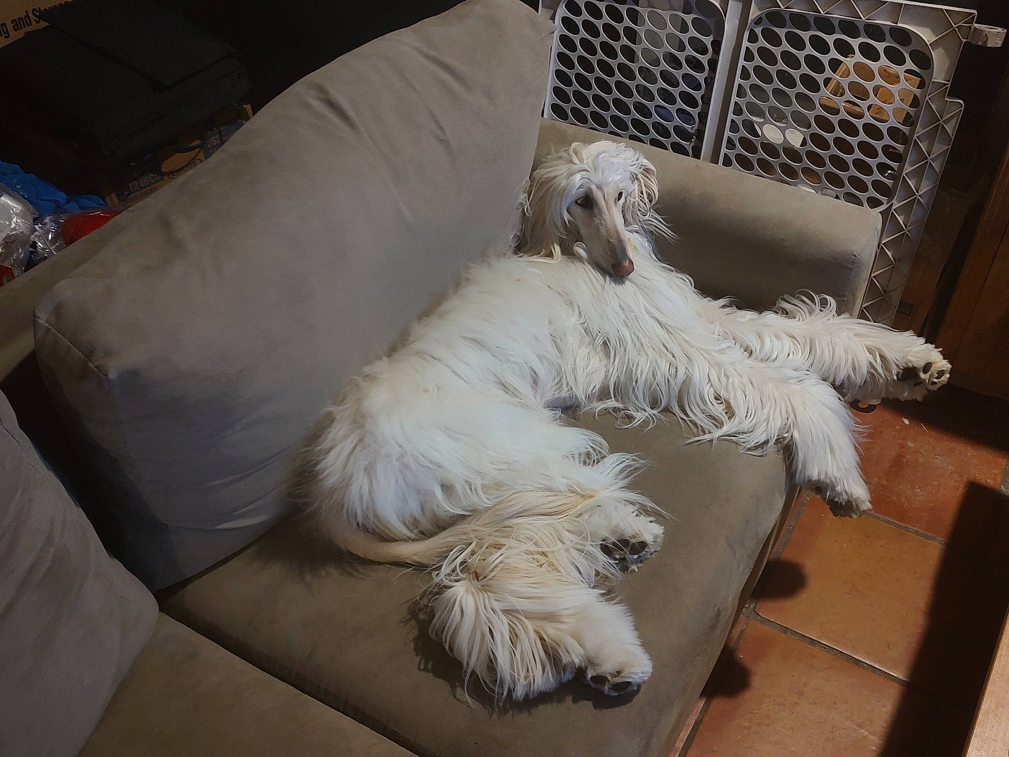 Chloe joined the competition — help win amazing prizes! canidae, carnivore, comfort, companion_dog, couch, dog, dog_breed, dog_supply, flooring, fur, nap, non_sporting_group, poodle, room, sporting_group, tail, terrier, toy_dog, watch