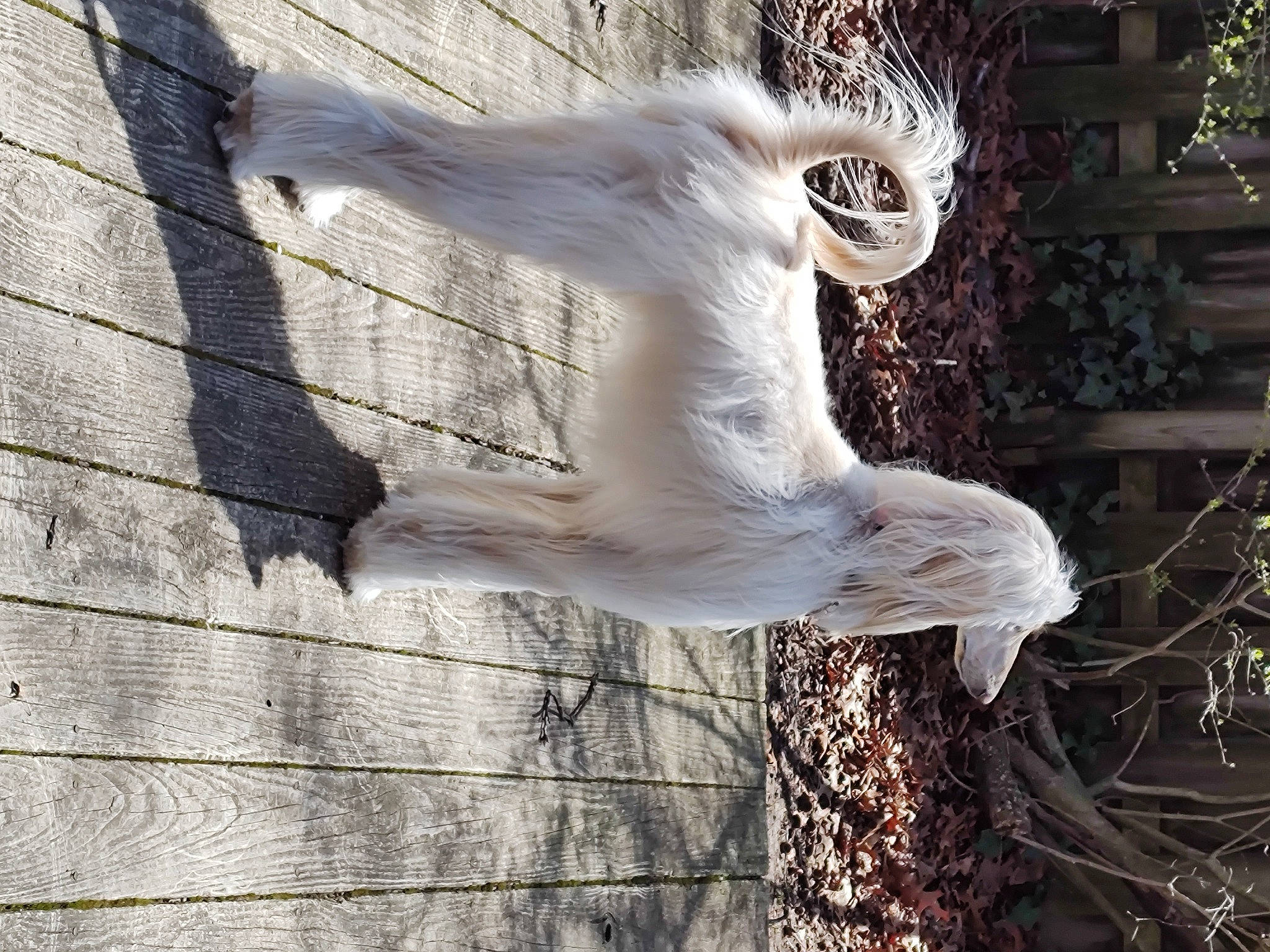 Chloe is registered to the contest to win money with this photo: beak, feather, fur, grass, people_in_nature, plant, seabird, shadow, tail, tree, trunk, twig, wildlife, wing, winter, wood