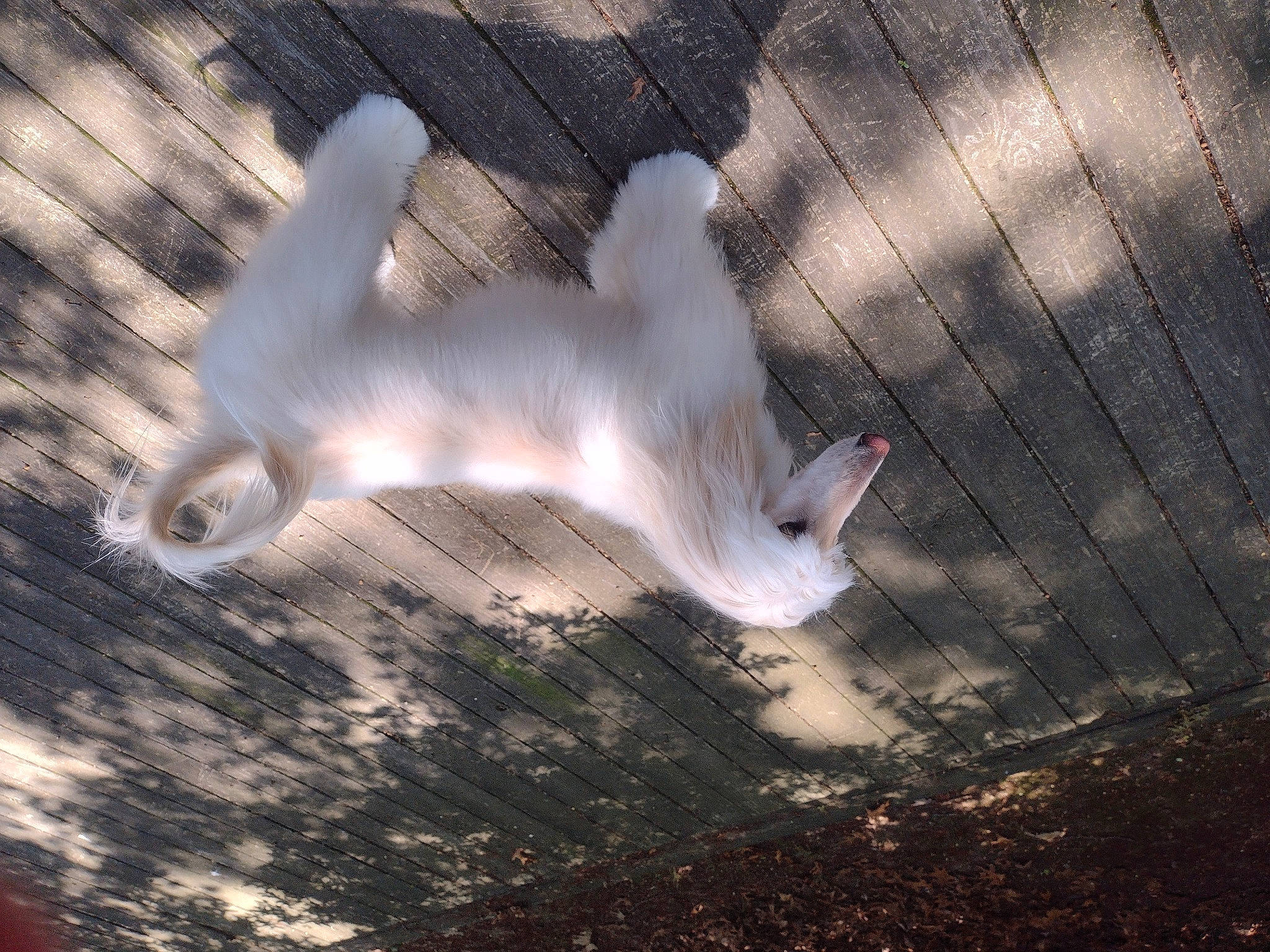 Chloe joined the competition — help win amazing prizes! cloud, darkness, feather, flash_photography, fur, gesture, grass, human_leg, meteorological_phenomenon, plant, seabird, shadow, sky, soil, sunlight, tail, tints_and_shades, tree, wing, wood