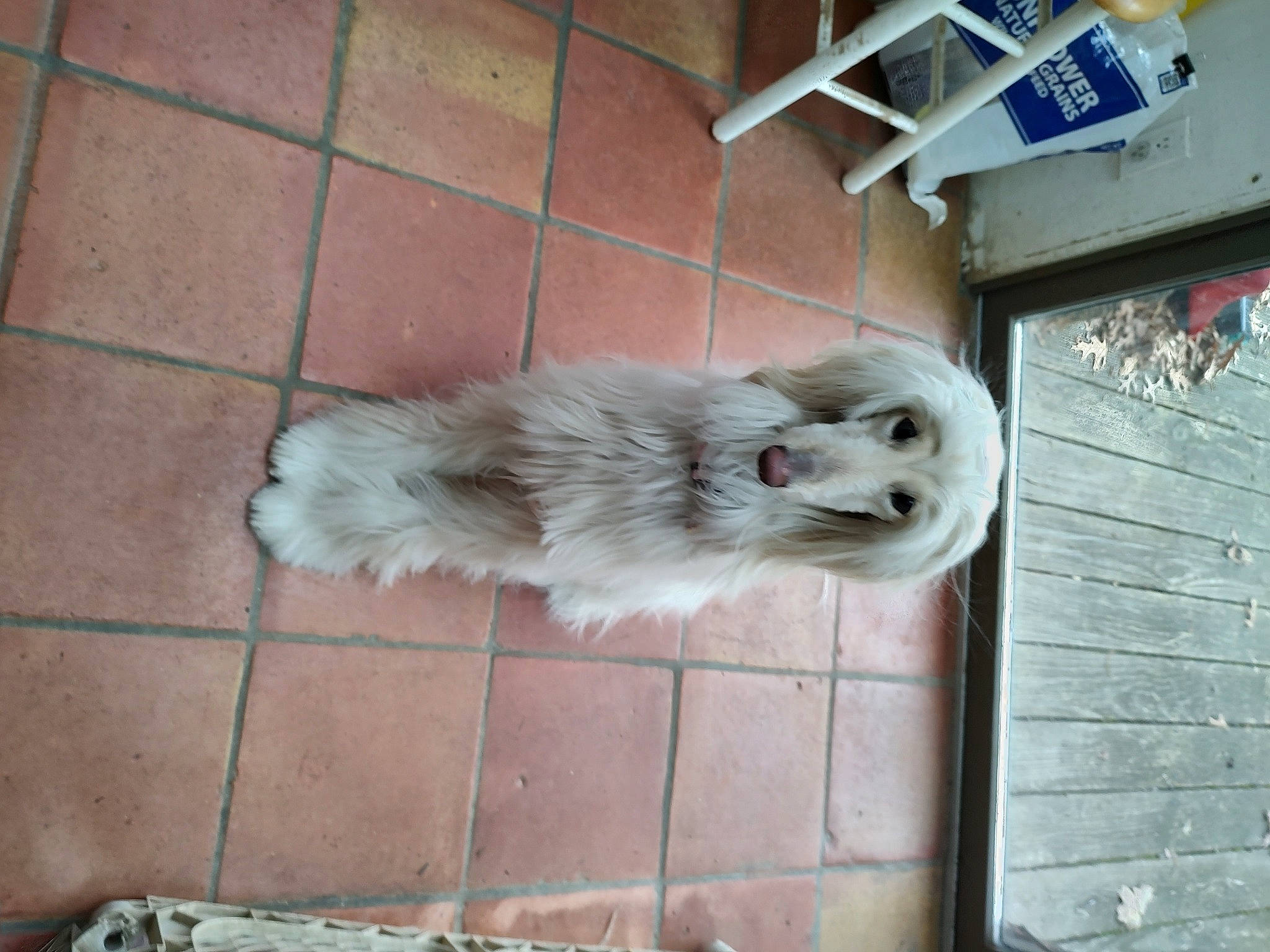 Chloe is registered to the contest to win money with this photo: canidae, carnivore, companion_dog, dog, dog_breed, fawn, felidae, flooring, fur, road_surface, small_to_medium_sized_cats, snout, sporting_group, tail, terrestrial_animal, terrier, tire, toy_dog, whiskers, window