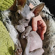 Gullum participe au concours pour gagner de l'argent avec cette photo : cat, sphynx_cat, kitten, hairless, pet, animal, wrinkled_skin, large_ears, green_eyes, lying_down, sleepy, blanket, fluffy, cuddling, human_hand, indoor, close_up, portrait, cute, relaxed