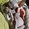 Gullum participe au concours pour gagner de l'argent avec cette photo : cat, kitten, hairless_cat, sphynx_cat, pet, animal, sleeping, reclining, fluffy_blanket, green_blanket, human_hand, indoor, closeup, cute, wrinkled_skin, large_ears, stretched_leg, cozy, portrait, funny_pose