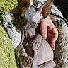 Gullum a rejoint le concours — aidez-le/la à gagner de superbes lots ! cat, sphynx_cat, kitten, hairless, wrinkled_skin, large_ears, green_eyes, pet, animal, cuddling, being_held, human_hand, blanket, fluffy, green_fabric, close_up, portrait, indoor, cozy, cute