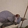 cat, sphynx_cat, hairless_cat, pet, feline, wrinkled_skin, large_ears, green_eyes, lying_down, radiator, heater, indoor, home, wall, portrait, close_up, gray, relaxed, curious, furniture