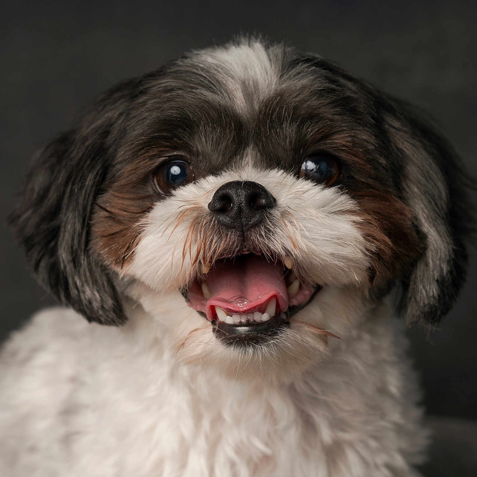 Scout is registered to the contest to win money with this photo: affenpinscher, animal, bodypart, canine, cockerspaniel, dog, mouth, papillon, person, pet, poodle, puppy, teeth, terrier, tongue, whitedog