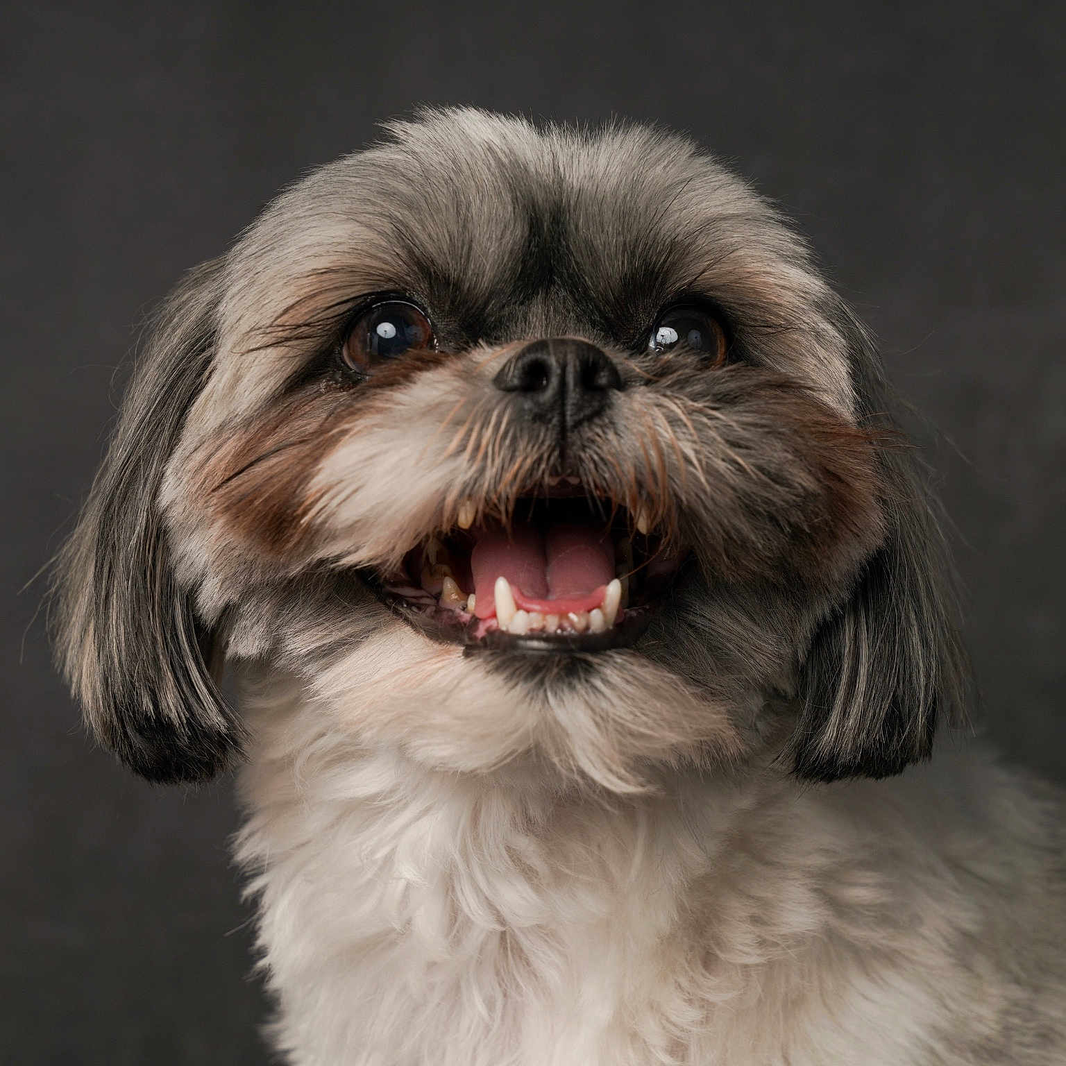 Harley joined the competition — help win amazing prizes! affenpinscher, animal, bodypart, canine, cockerspaniel, dog, mouth, papillon, person, pet, poodle, puppy, teeth, terrier, whitedog