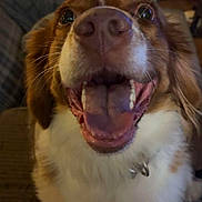 Mickey is registered to the contest to win money with this photo: animal, brown, canine, close_up, collar, couch, cute, dog, domestic, excited, friendly, fur, happy, indoor, looking_up, mouth_open, pet, teeth, tongue, white