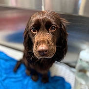 Ella is registered to the contest to win money with this photo: dog, brown_dog, pet, animal, close_up, wet_fur, blue_towel, indoor, grooming_area, looking_up, face, ears, nose, eyes, fur, canine, mammal, domestic_animal, companion, cute