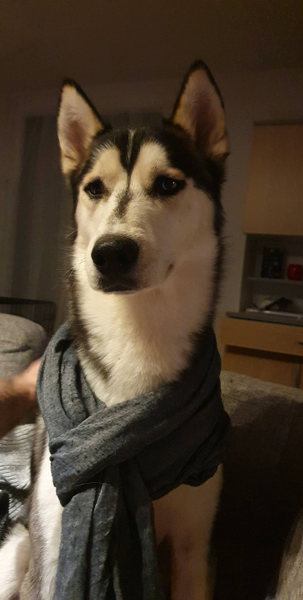 Osko a rejoint le concours — aidez-le/la à gagner de superbes lots ! alaskan_klee_kai, alaskan_malamute, canidae, carnivore, dog, dog_breed, east_siberian_laika, mammal, miniature_siberian_husky, native_american_indian_dog, northern_inuit_dog, saarloos_wolfdog, sakhalin_husky, seppala_siberian_sleddog, siberian_husky, sled_dog, tamaskan_dog, vertebrate, west_siberian_laika, wolfdog