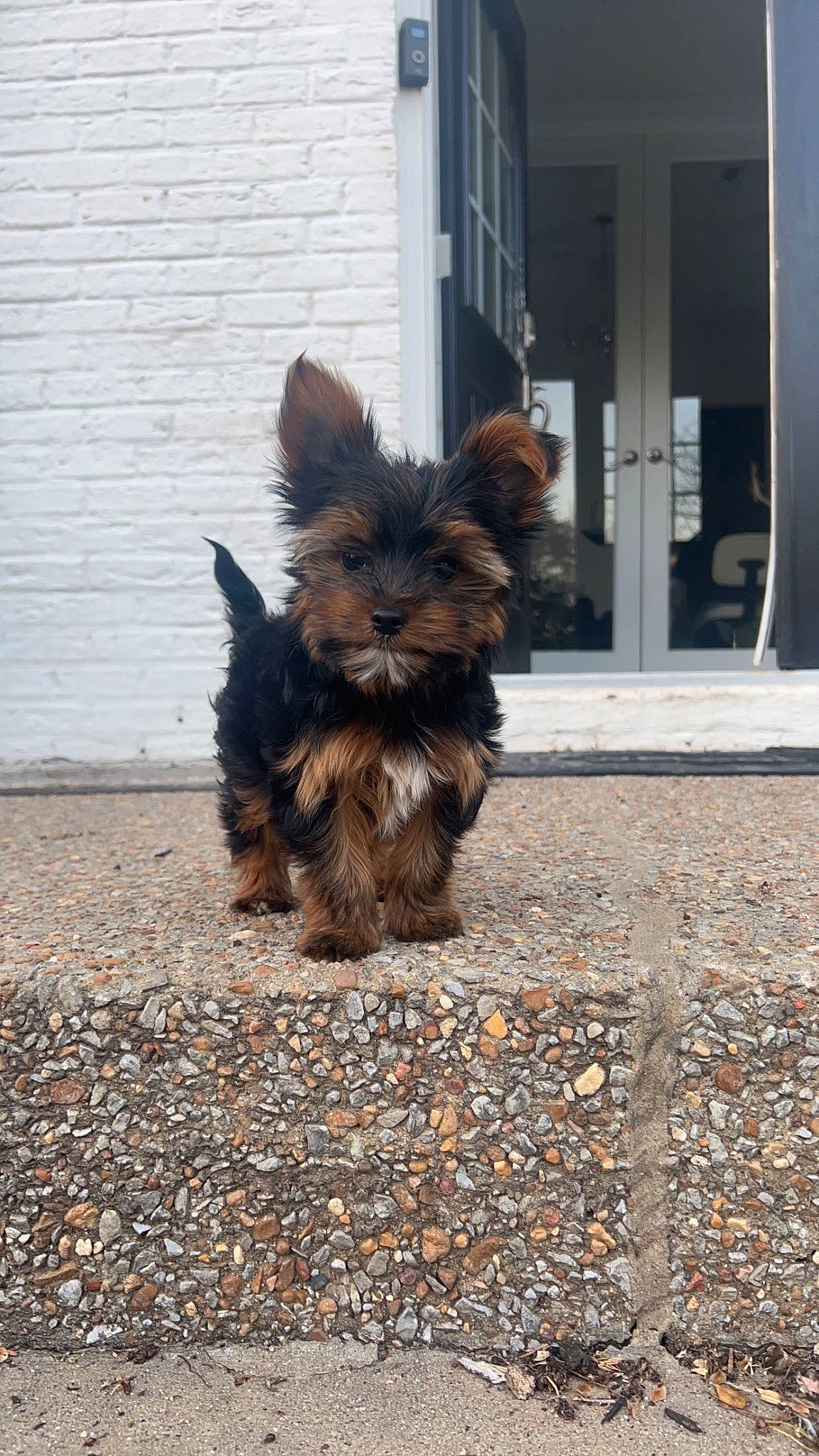 Cooper joined the competition — help win amazing prizes! asphalt, canidae, carnivore, companion_dog, dog, dog_breed, dog_supply, fawn, fur, liver, road, road_surface, sidewalk, small_terrier, snout, sporting_group, street, tail, terrestrial_animal, toy_dog