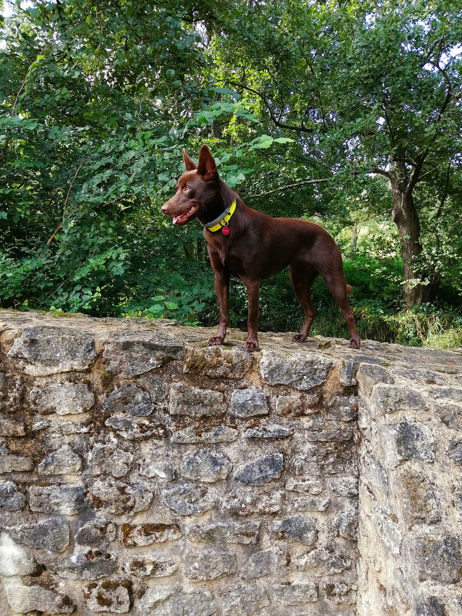 Pepsi a rejoint le concours — aidez-le/la à gagner de superbes lots ! canidae, carnivore, dobermann, dog, dog_breed, fawn, german_pinscher, guard_dog, hunting_dog, liver, mammal, sporting_group, vertebrate, working_dog