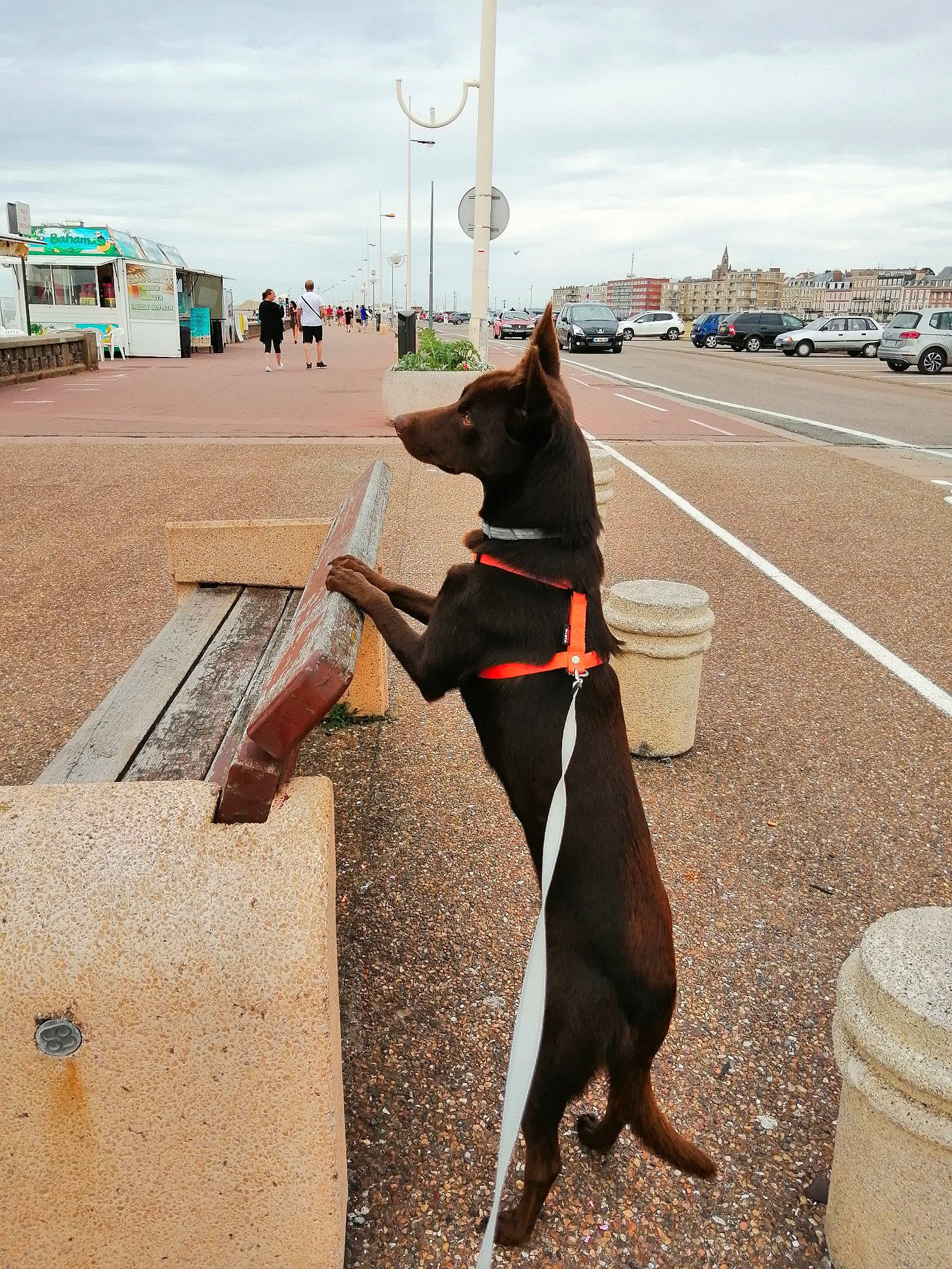 Pepsi participe au concours pour gagner de l'argent avec cette photo : canidae, carnivore, collar, dobermann, dog, dog_breed, dog_collar, fawn, german_pinscher, guard_dog, hunting_dog, leash, non_sporting_group, obedience_training, snout, sporting_group, tail, vacation, working_dog