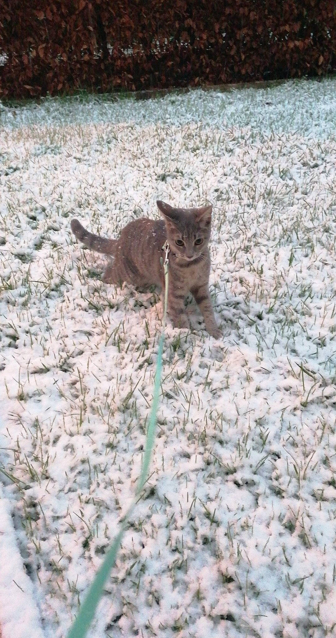 Ruby a rejoint le concours — aidez-le/la à gagner de superbes lots ! carnivore, cat, claw, domestic_short_haired_cat, fawn, felidae, freezing, fur, grass, lynx, small_to_medium_sized_cats, snout, snow, soil, tail, terrestrial_animal, twig, whiskers, winter, wood