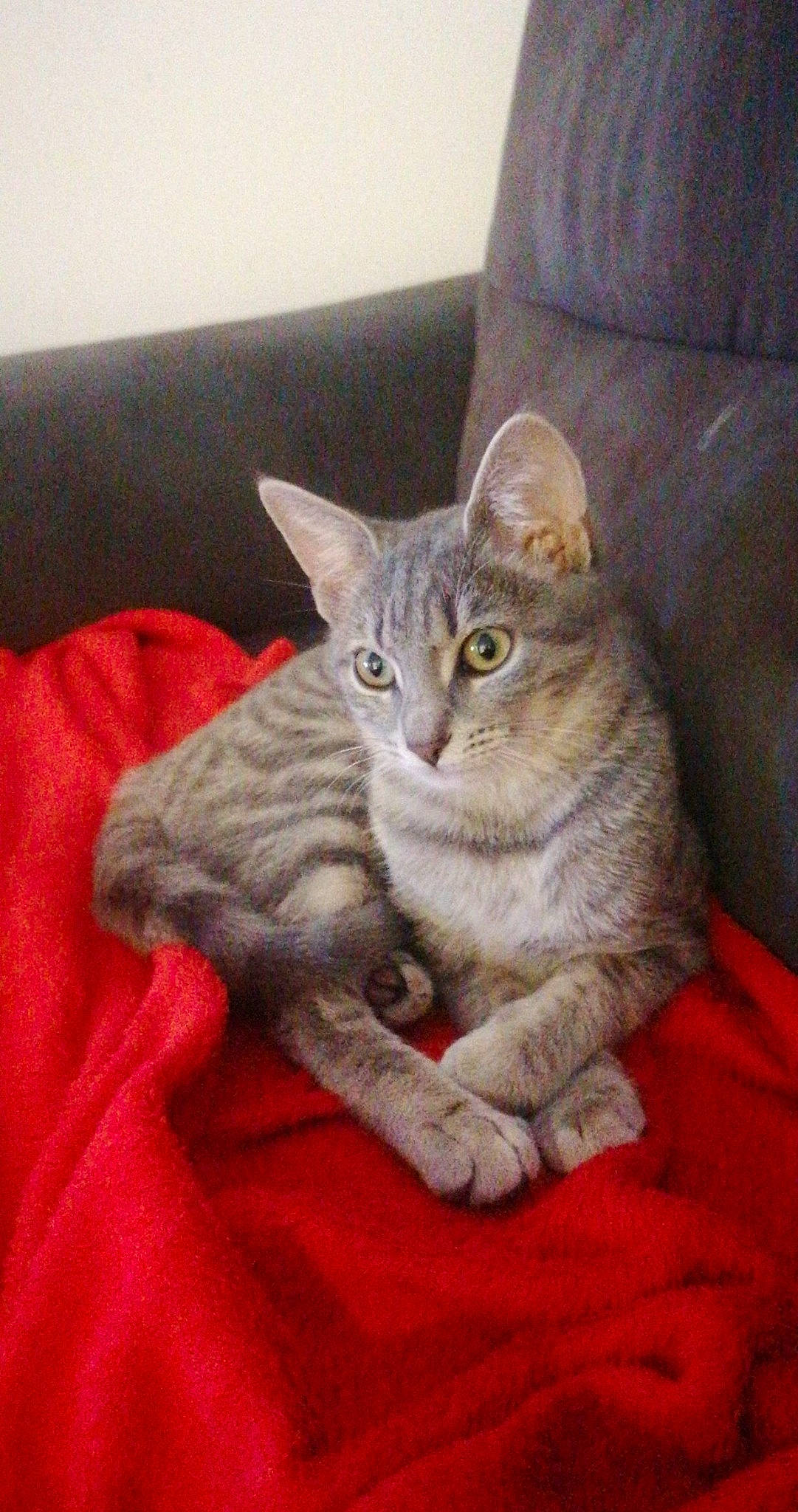 Ruby a rejoint le concours — aidez-le/la à gagner de superbes lots ! carnivore, cat, cat_furniture, cat_supply, claw, comfort, couch, domestic_short_haired_cat, felidae, fur, grey, paw, pet_supply, sitting, small_to_medium_sized_cats, snout, tail, whiskers, window