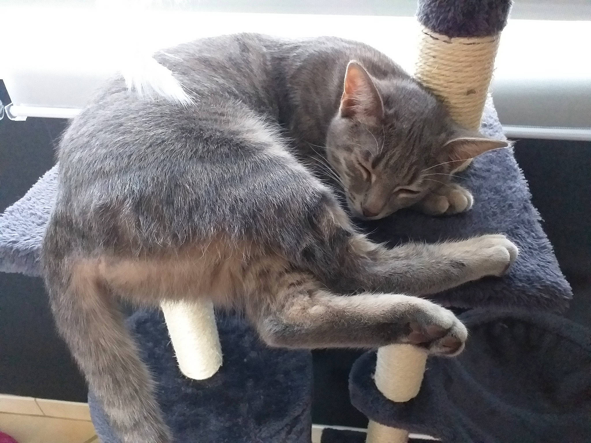 Ruby a rejoint le concours — aidez-le/la à gagner de superbes lots ! carnivore, cat, claw, comfort, domestic_short_haired_cat, felidae, fur, gesture, grey, human_leg, mammal, nap, paw, sitting, small_to_medium_sized_cats, snout, tail, tree, whiskers, wood