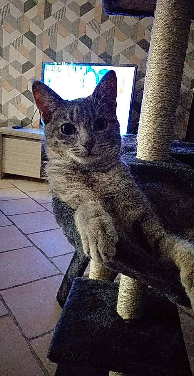 Ruby participe au concours pour gagner de l'argent avec cette photo : carnivore, cat, claw, domestic_short_haired_cat, electric_blue, eye, felidae, fur, grey, metal, paw, sitting, small_to_medium_sized_cats, snout, tail, terrestrial_animal, tree, whiskers