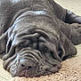 Ayka a rejoint le concours — aidez-le/la à gagner de superbes lots ! dog, sleeping, wrinkles, carpet, large_dog, nap, pet, animal, cute, relaxation, fur, indoors, resting, muzzle, paw, calm, domestic_animal, companion, cozy, closeup
