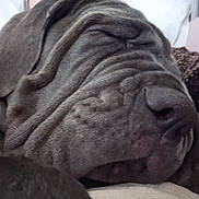 Ayka a rejoint le concours — aidez-le/la à gagner de superbes lots ! animal, blanket, canine, close_up, cozy, cute, dog, domestic_animal, ears, fur, indoors, muzzle, nose, pet, portrait, relaxation, rest, sleeping, snout, wrinkles