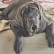 Ayka participe au concours pour gagner de l'argent avec cette photo : dog, bed, blanket, gray, wrinkled_skin, large_dog, pet, canine, indoor, resting, fur, animal, paw, face, ears, napping, comfort, relaxed, portrait, mammal