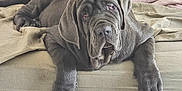 Ayka participe au concours pour gagner de l'argent avec cette photo : animal, bed, blanket, canine, comfort, cozy, dog, domestic, ears, fur, indoor, large_dog, laying, muzzle, paws, pet, relaxed, resting, sleepy, wrinkles