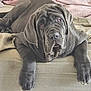 Ayka participe au concours pour gagner de l'argent avec cette photo : animal, bed, blanket, canine, comfort, cozy, dog, domestic, ears, fur, indoor, large_dog, laying, muzzle, paws, pet, relaxed, resting, sleepy, wrinkles