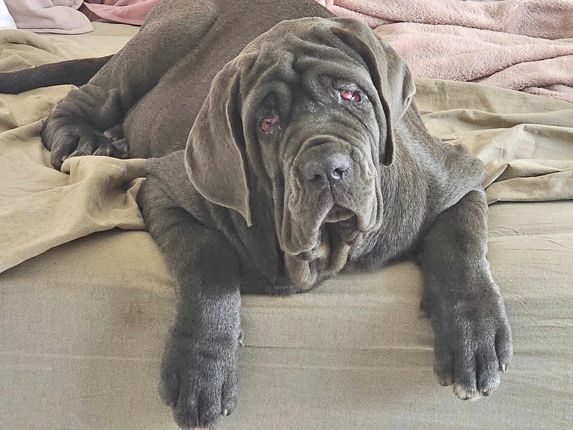 Ayka participe au concours pour gagner de l'argent avec cette photo : animal, bed, blanket, canine, comfort, cozy, dog, domestic, ears, fur, indoor, large_dog, laying, muzzle, paws, pet, relaxed, resting, sleepy, wrinkles