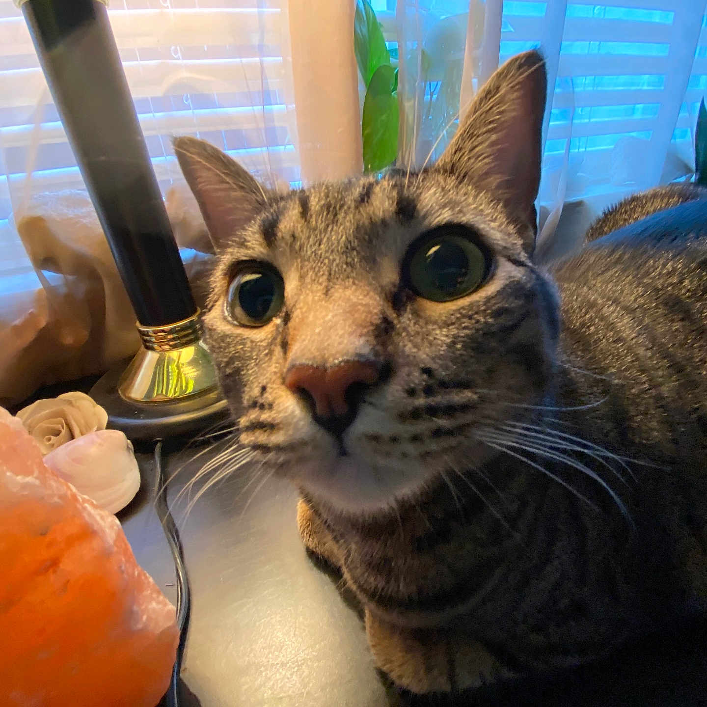 Emrys joined the competition — help win amazing prizes! animal, black_stripes, blinds, brown, cat, closeup, curious, desk, ears, feline, indoor, lamp, nose, pet, plant, salt_lamp, tabby, whiskers, window